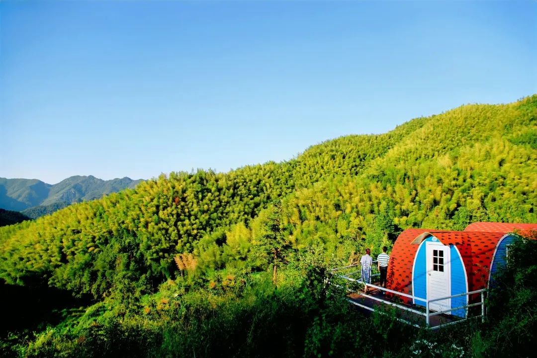 縉云首個竹林碳匯項目成功落地新建鎮