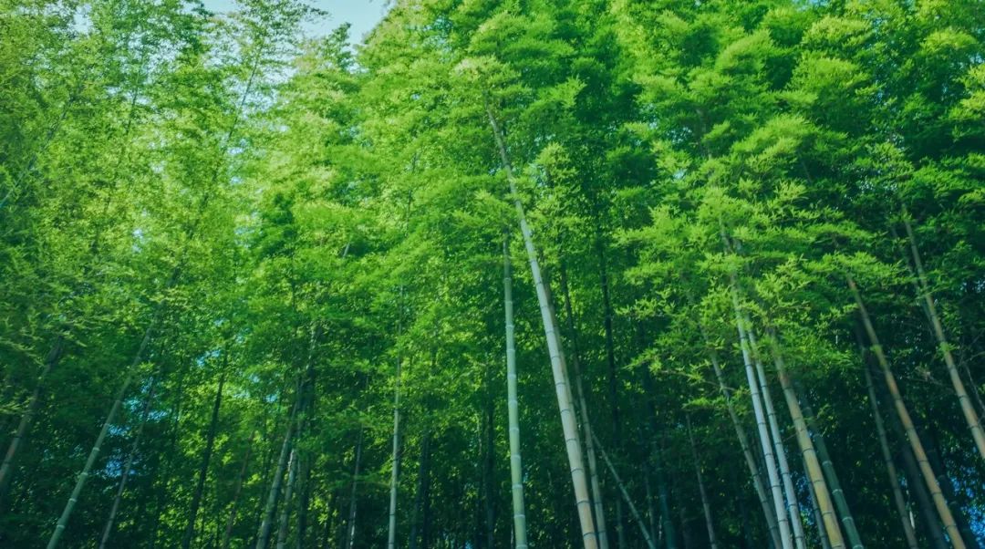 龍游：5億元“林業(yè)碳匯共富貸”開(kāi)辟“雙碳”共富新路徑